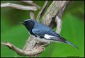 _0SB0232 black-throated blue warbler